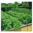 Plasa pentru castraveti 1.7 x 20m gr 120245 Nortene